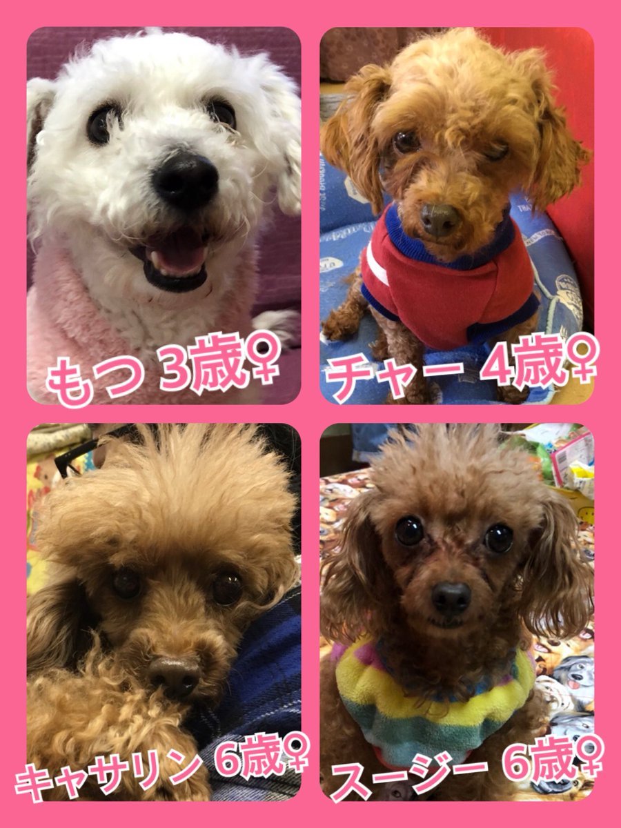 🐾今日の里親様募集中ワンコ🐶メンバーです🐾2020,1,11